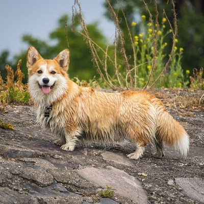 Fawn and White Cardigan Welsh Corgi