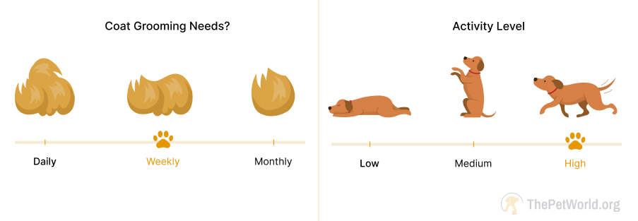 weekly grooming- high energy level. thepetworld.org