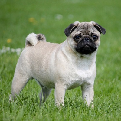 Pug