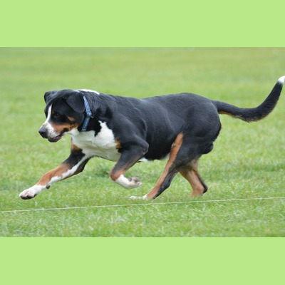 Greater Swiss Mountain Dog