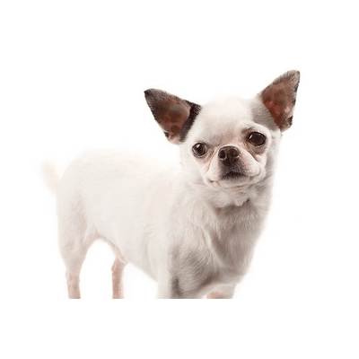 White Chihuahua