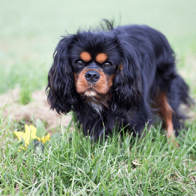 King Charles (black and tan)