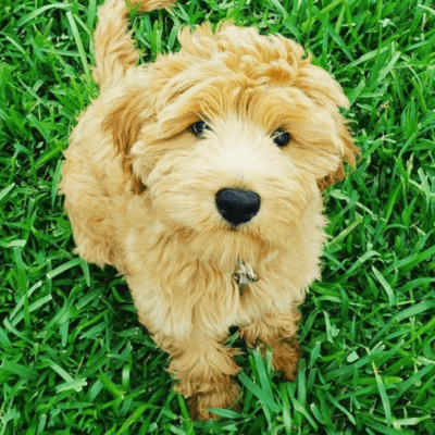 Golden Aussiedoodle