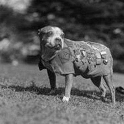 Sergeant Stubby 