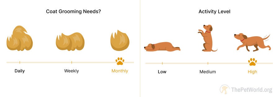 monthly grooming- high energy level of dogs. thepetworld.org