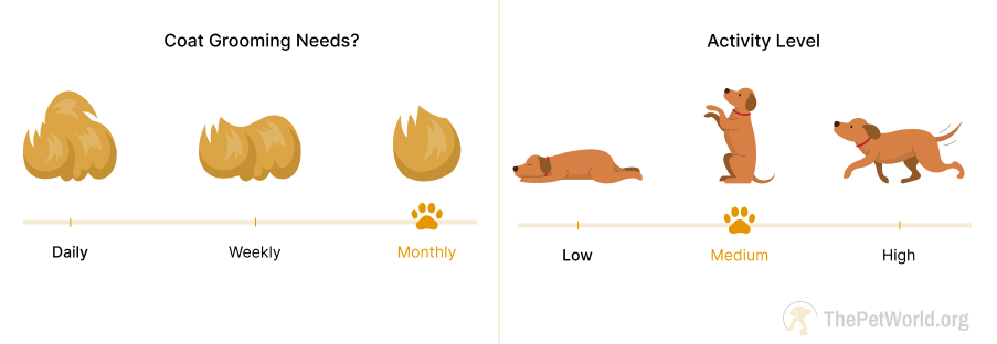 monthly grooming- medium exercise needs of dogs. thepetworld.org