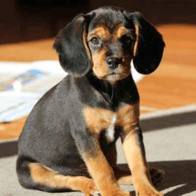 Black and brown Beagle