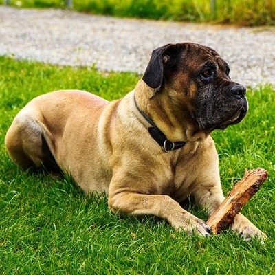 Brown Cane Corso