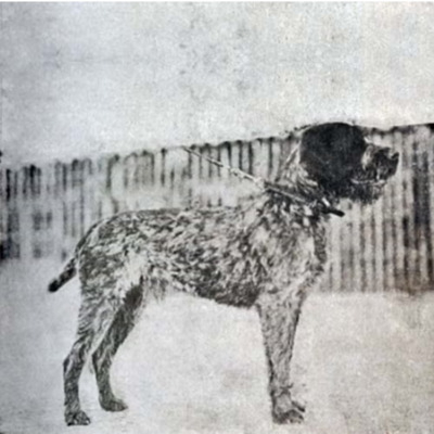 Wirehaired Pointing Griffon History