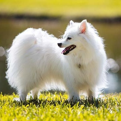 Miniature American Eskimo