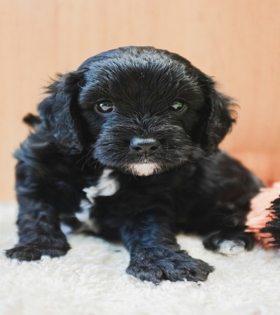 Black Cavapoo