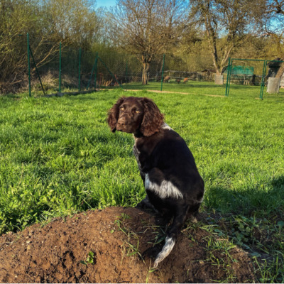 Brown Schimmel Deutscher Wachtelhund