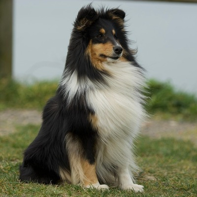 Shetland Sheepdog