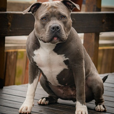 Pit Bull Terrier