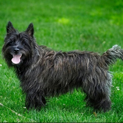 Black Cairn Terrier