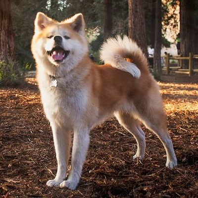 Akita Inu