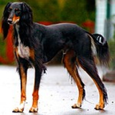 Black and Tan Saluki