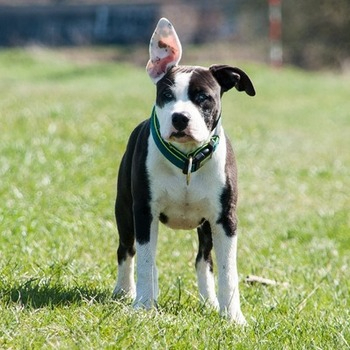 Black and white American Staffordshire Terrier