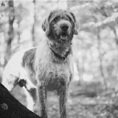 Slovakian Wirehaired Pointer History