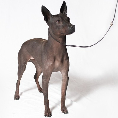 Black  American Hairless Terrier