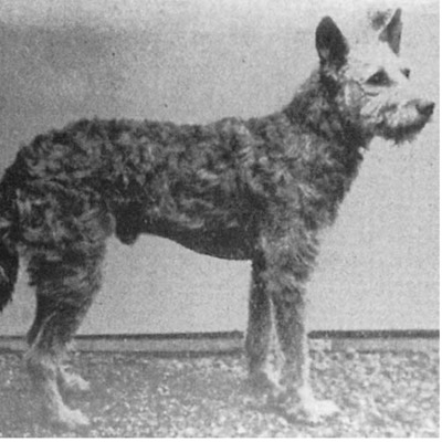 Dutch Shepherd History