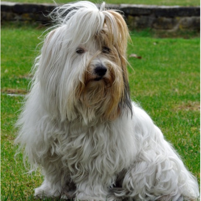 White and red-roan Coton de Tulear