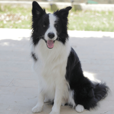 Black and White Border Collie