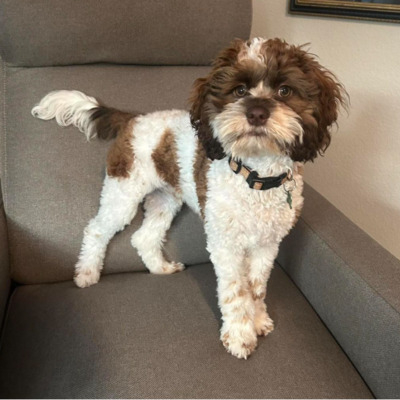 Brown and white Cockapoo