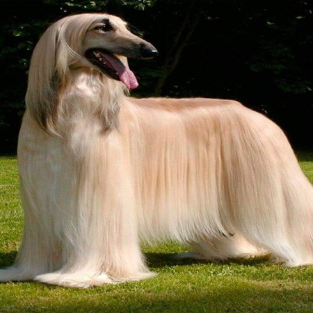 Afghan Hound