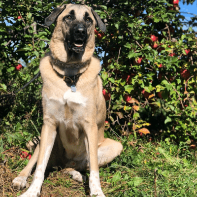 Pinto Anatolian Shepherd