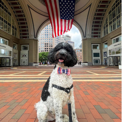 White Sheepadoodle with black muzzle