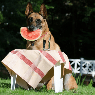 Belgian Malinois