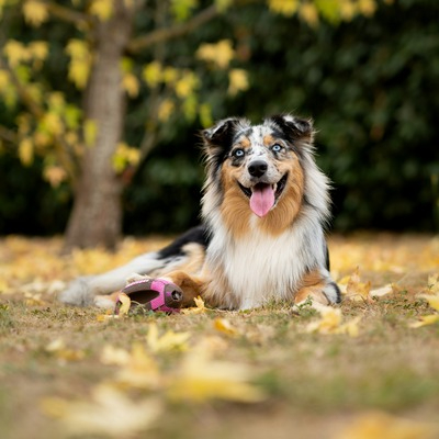 Australian shepherd