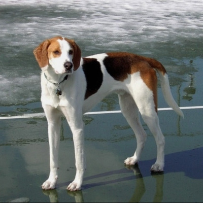 Tri-Color Treeing Walker Coonhound