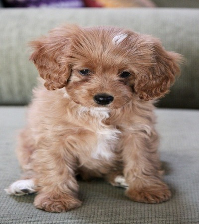 Brown Cavapoo