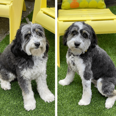 Aussiedoodle haircuts