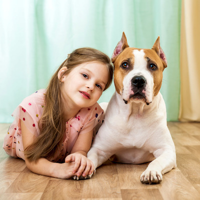 Brown and White Staffordshire Bull Terrier