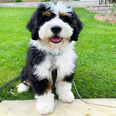 Tri-color Bernedoodle