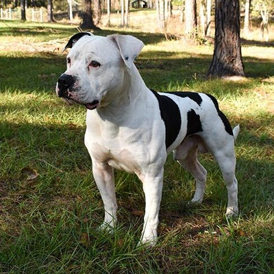 white with patches of black American Bulldog