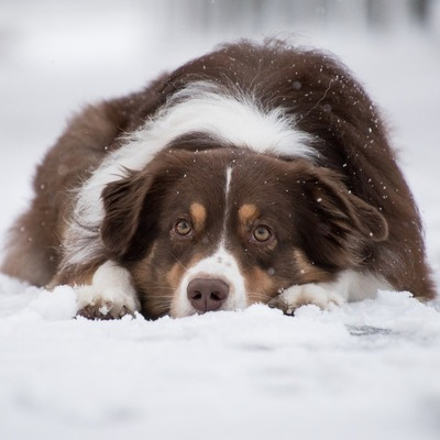 Australian Shepherd White and Brown 