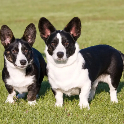 Welsh Corgi