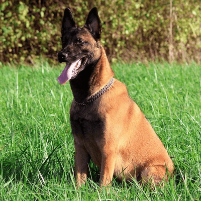 Mahogany Belgian Malinois