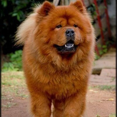 Red akita chow