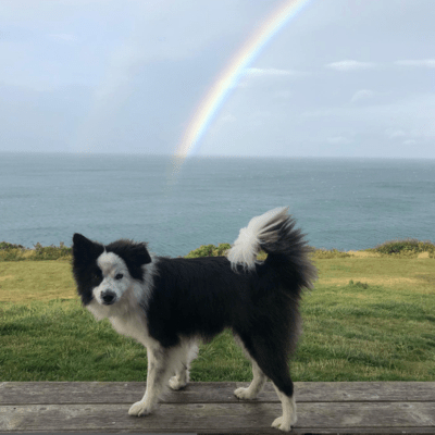 Black and White Aussiepom