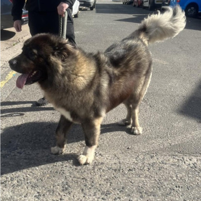 Grey Caucasian Shepherd