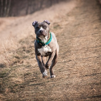 Tan American Staffordshire Terrier