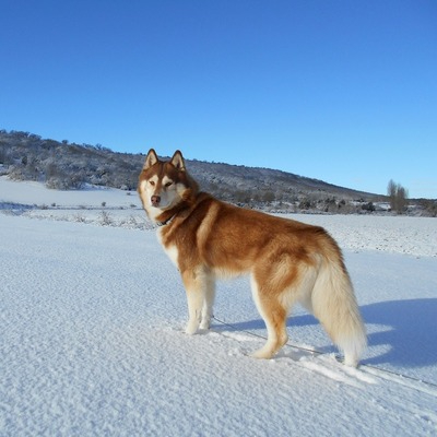 siberian husky