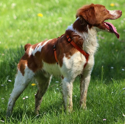 White and Orange Brittany