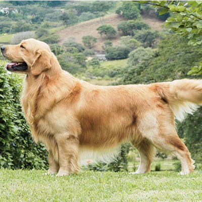 Golden Retriever