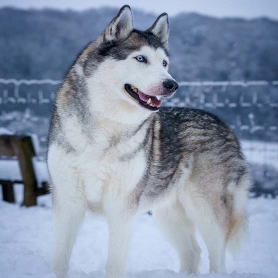 Grey and White Siberian Husky